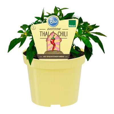 Blu Bio Chili 'Thai Chili F1', Topf-Ø 12 cm, 3er Set
