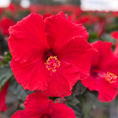 Hibiskus, rot, Stamm, Topf-Ø 17 cm, Höhe ca. 70cm
