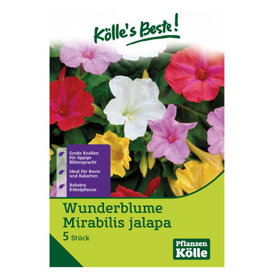 Wunderblume Mirabilis Jalapa, Mischung, Größe 1, 5 Blumenzwiebeln Wunderblume Mirabilis Jalapa, Mischung, Größe 1, 5 Blumenzwiebeln