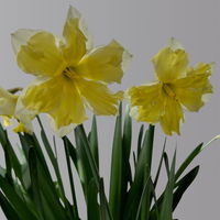 Narzisse 'Cassata' hellgelb, vorgetrieben, Topf-Ø 15 cm, 3 Pflanzen