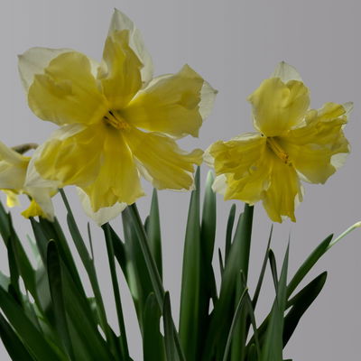 Narzisse 'Cassata' hellgelb, vorgetrieben, Topf-Ø 15 cm, 3 Pflanzen