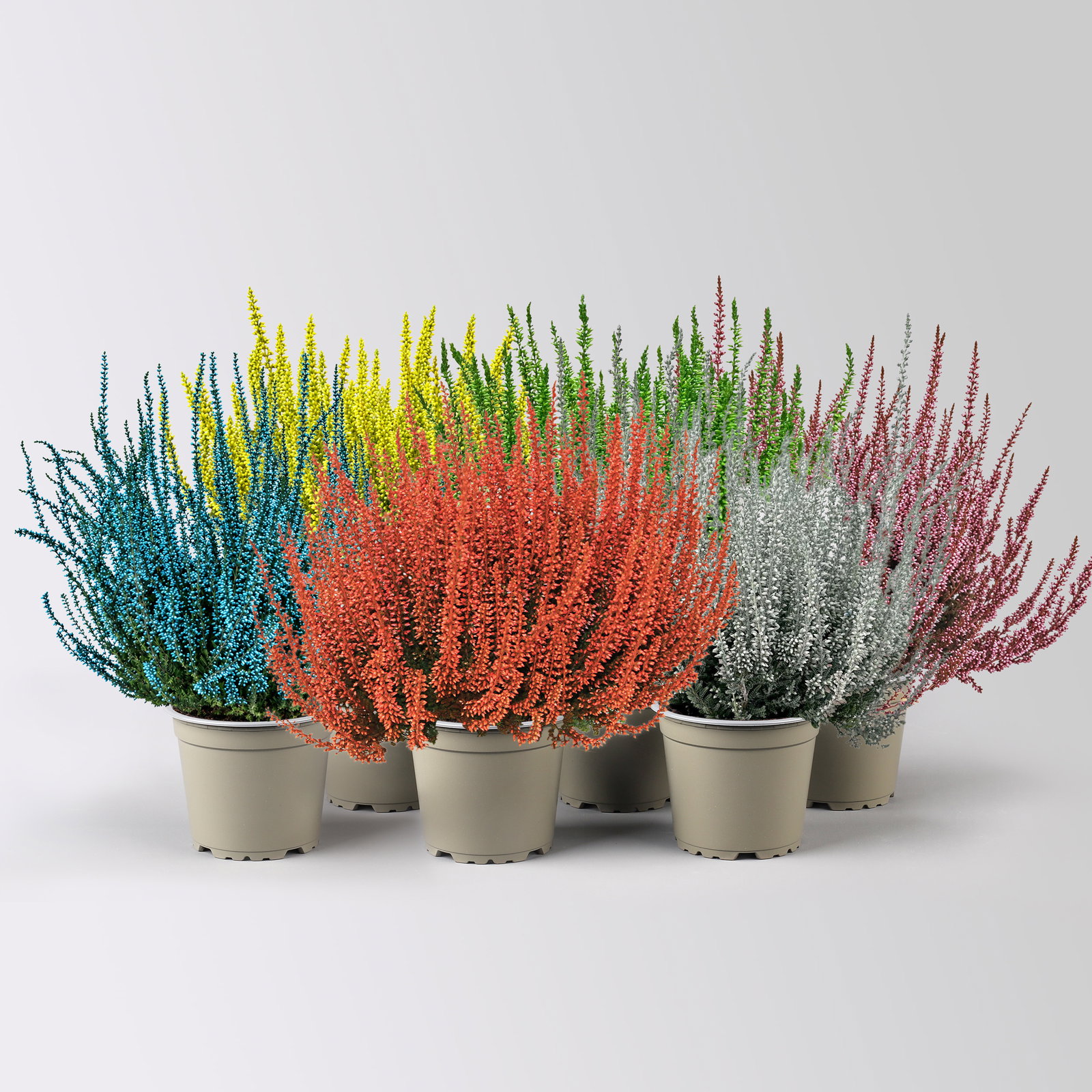 Knospenheide 'Picasso' gefärbt, Farben zufällig, Topf-Ø 12 cm, 6 Pflanzen Knospenheide 'Picasso' gefärbt, Farben zufällig, Topf-Ø 12 cm, 6 Pflanzen
