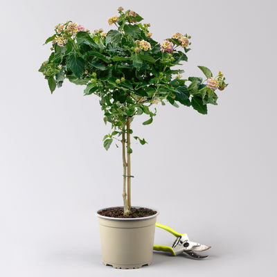 Wandelröschen gelb/lila, Stamm, Topf-Ø 17 cm