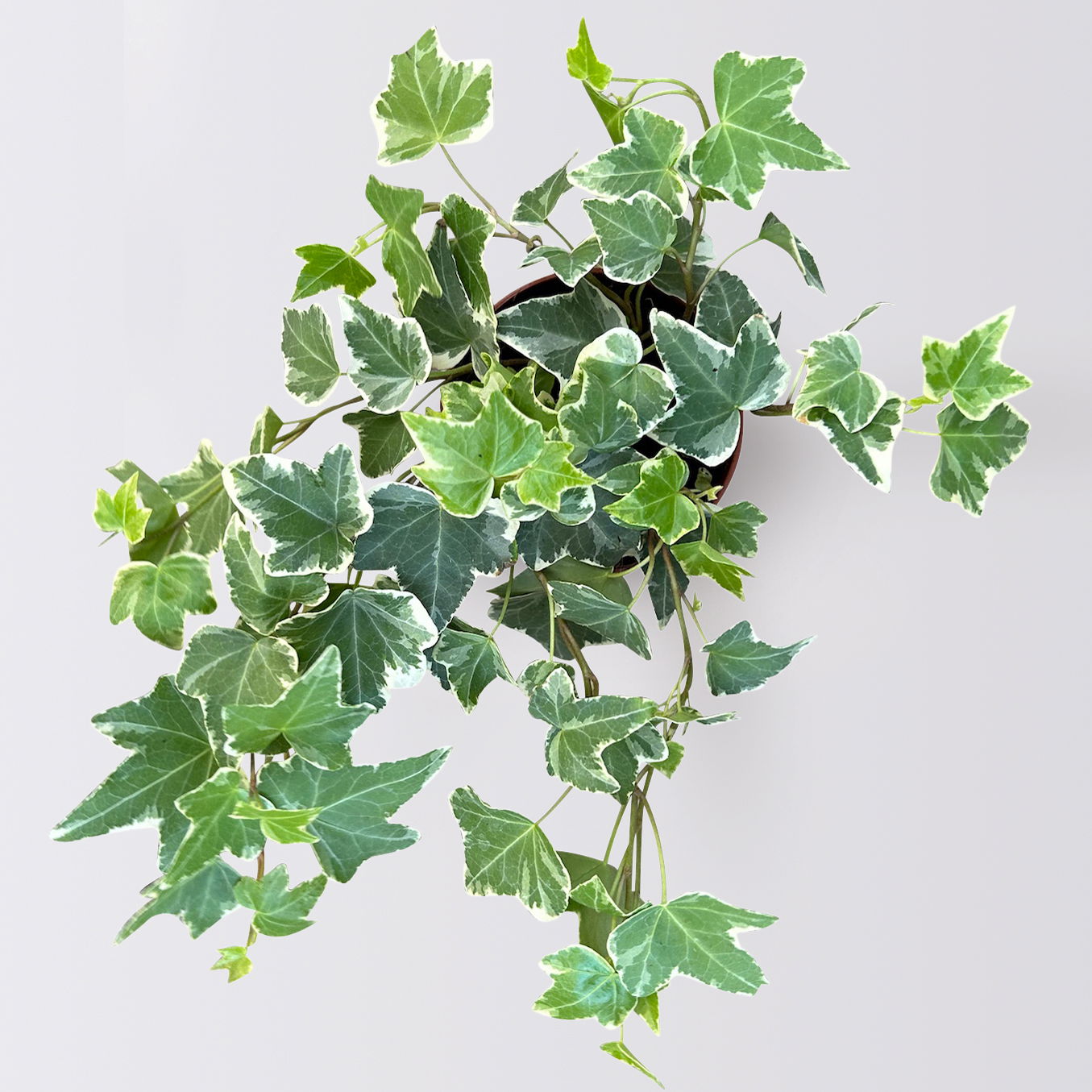 Grabbepflanzung Herbst weiß-lila, 12 Pflanzen