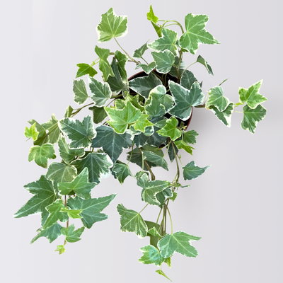 Grabbepflanzung Herbst weiß-lila, 12 Pflanzen Grabbepflanzung Herbst weiß-lila, 12 Pflanzen