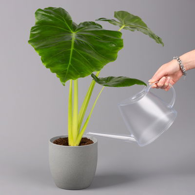 Alocasia macrorrhiza 'Lutea', Topf-Ø 17 cm, Höhe ca. 65 cm
