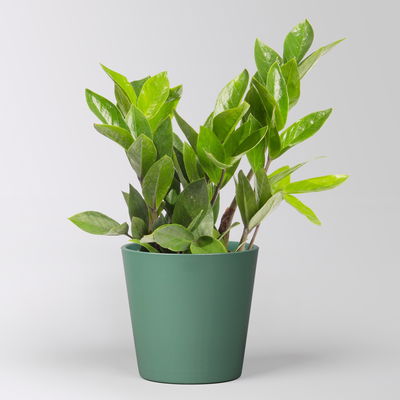 Glücksfeder inkl. Übertopf 'Dallas' seegrün, Topf 12 cm Ø