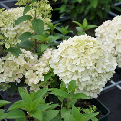 Rispenhortensien-Kollektion 'Weiss' (Hydrangea paniculata), 3er-Set, Topf 4,6 l Rispenhortensien-Kollektion 'Weiss' (Hydrangea paniculata), 3er-Set, Topf 4,6 l