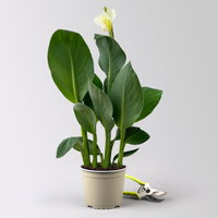 Canna 'Alaska', weiß, Topf-Ø 17 cm, 2 Pflanzen Canna 'Alaska', weiß, Topf-Ø 17 cm, 2 Pflanzen