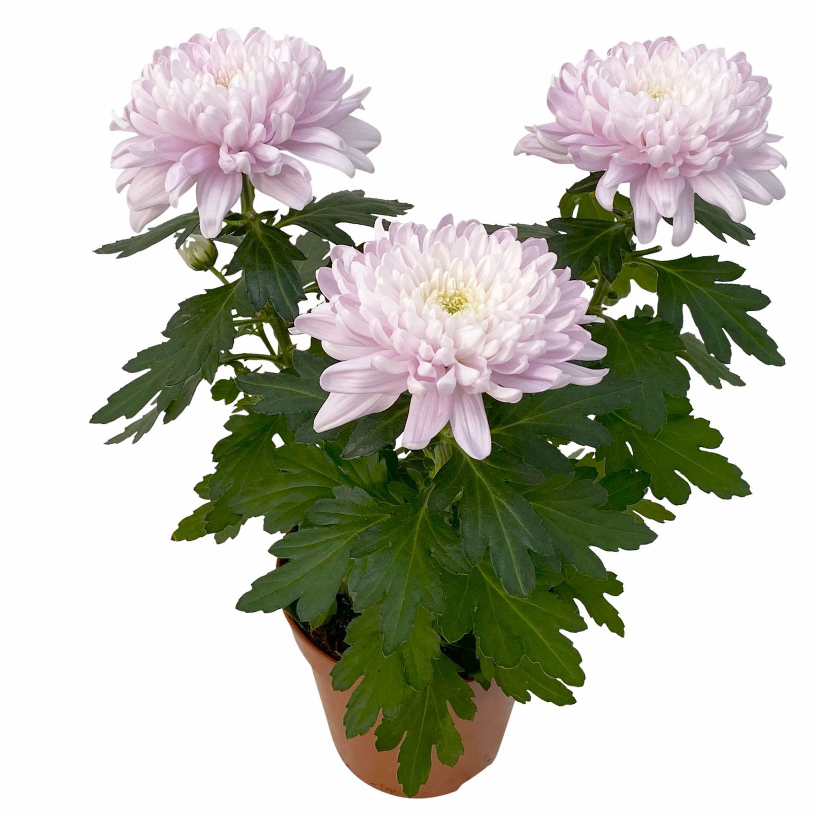 Chrysantheme 'Chrysanne® Zembla Next Pink' rosa, großbl., Topf-Ø 13cm, 6er-Set