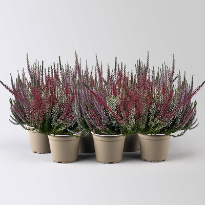 Knospenheide 'Trio', rot-lila-weiß, Topf-Ø 12/13 cm, 6 Pflanzen