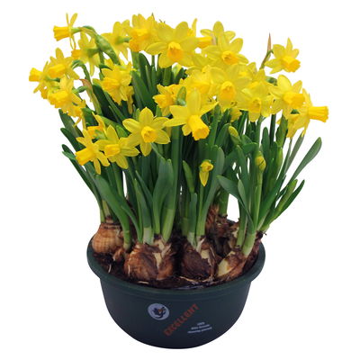 Narzisse 'Tête-à-Tête', gelb, vorgetrieben, Schalen-Ø 23 cm