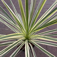 Keulenlilie 'Lime Passion®', gelb-grün, Topf-Ø 17 cm