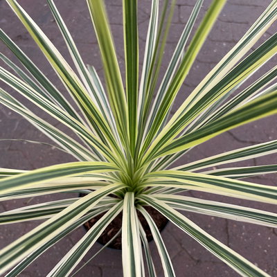 Keulenlilie 'Lime Passion®', gelb-grün, Topf-Ø 17 cm