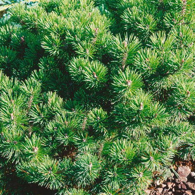 Kugel-Bergkiefer 'Mops', grün, Höhe 25-30 cm, Topf 4 Liter, 2er-Set Kugel-Bergkiefer 'Mops', grün, Höhe 25-30 cm, Topf 4 Liter, 2er-Set
