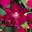 Clematis