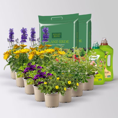 Pflanzenkreation 'Swimmingpool', 12 Pflanzen inkl. Erde und Dünger