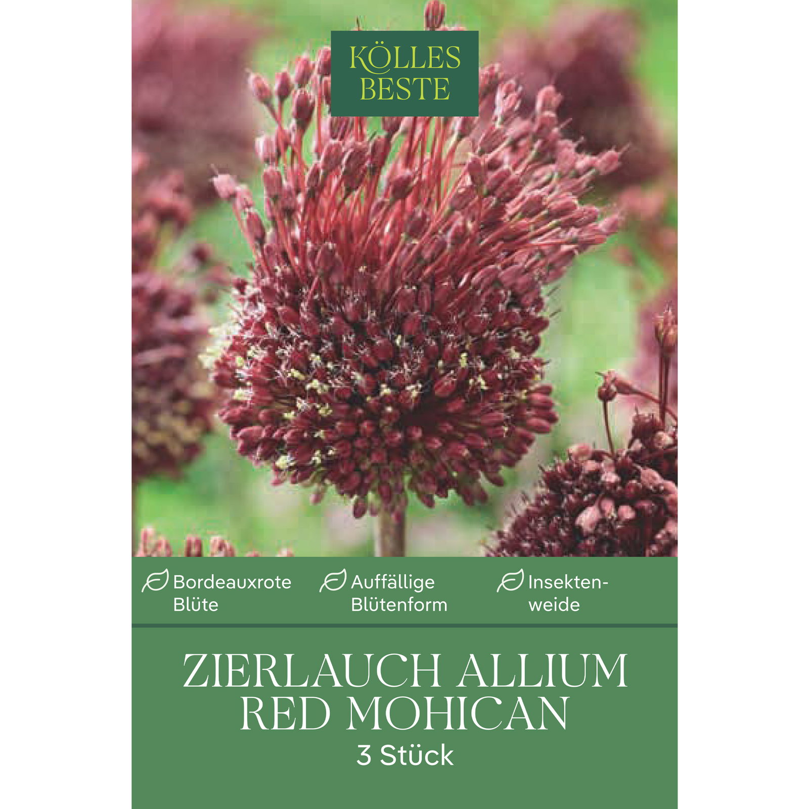 Kölles Beste Allium 'Red Mohican' bordeauxrot, 3 Blumenzwiebeln