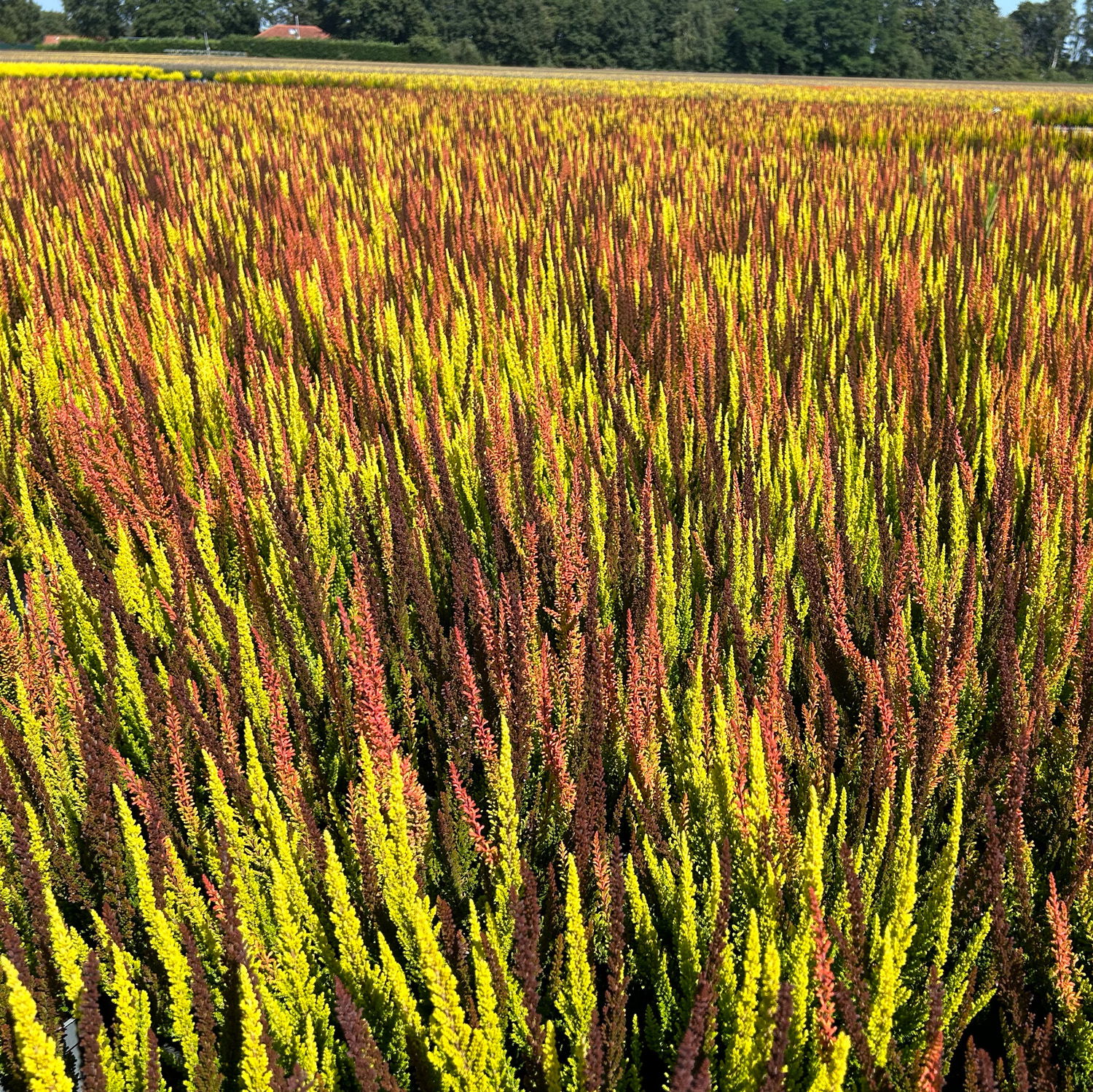 Calluna 'SKYLINE® Trio', gelb-orange-braun, Topf-Ø 13 cm, 3 Pflanzen