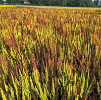 Calluna 'SKYLINE® Trio', gelb-orange-braun, Topf-Ø 13 cm, 3 Pflanzen