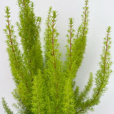 Baumheide, gelblaubig, Topf-Ø 11cm, 6 Pflanzen Baumheide, gelblaubig, Topf-Ø 11cm, 6 Pflanzen