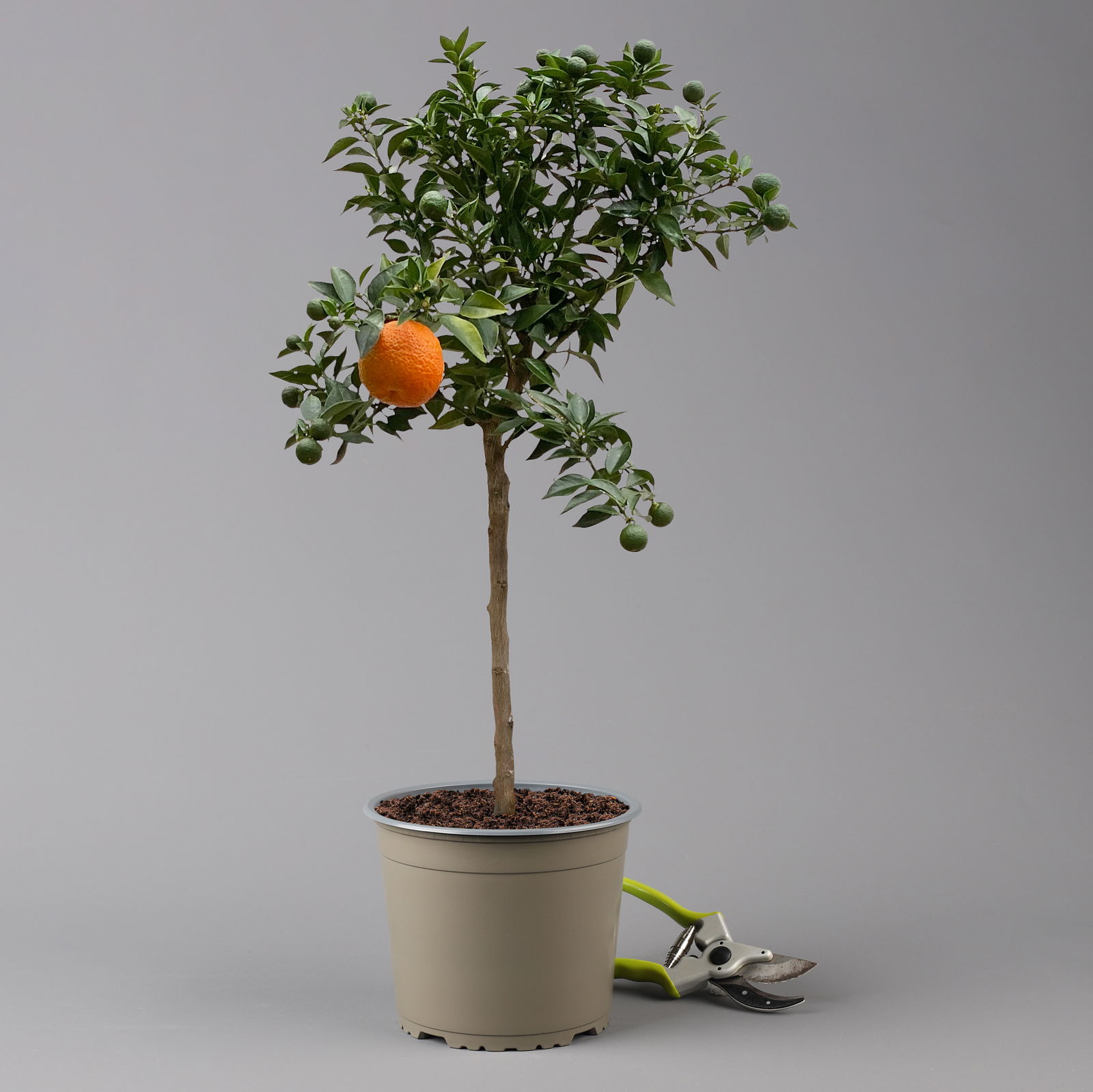 Citrus myrtifolia, Stamm, Topf-Ø 20 cm, Höhe ca. 60 cm