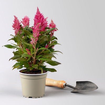 Celosia 'Kelos Fire Pink' pink, Topf-Ø 12 cm, 6 Sückt