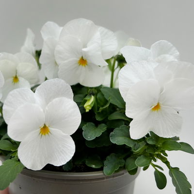 Hornveilchen XL, weiß, Topf-Ø 12cm, 6 Pflanzen