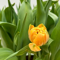 Tulpe Mixtopf bunt, vorgetrieben, Topf-Ø 23 cm