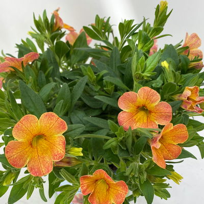 Zauberglöckchen 'Chameleon® Sunshine Berry' rosa-gelb, Topf-Ø 13 cm, 6 Pflanzen