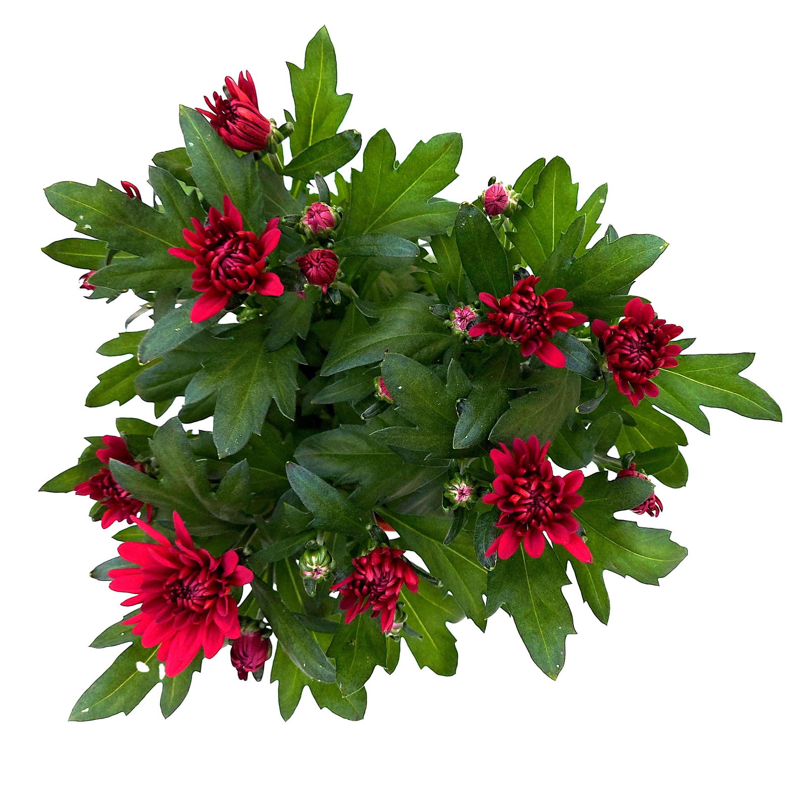 Chrysanthemen 'Chrysanne® Grandezza Red', rot, Topf-Ø 13 cm, 6er-Set