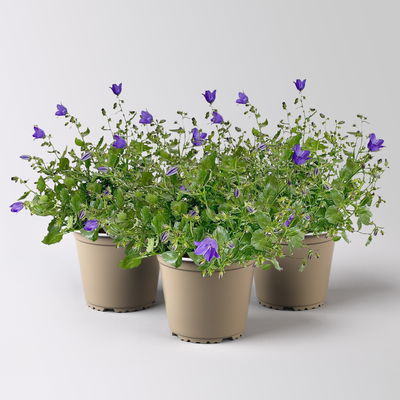 Glockenblume 'Spring Bell®' blau, Topf-Ø 12 cm, 3 Pflanzen