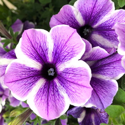 Petunie 'Sweetunia® Starfish' flieder-weiß, hängend, Topf-Ø 13 cm, 6 Pflanzen