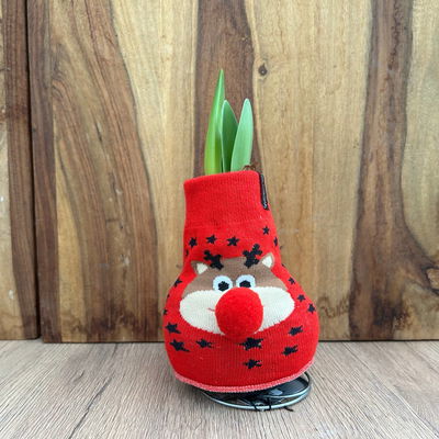 Amaryllis in Wachs, Dekor 'Xmas Classic', Farbe zufällig, Blüte weiß