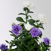 Aster Duo, Mini, weiß-blau, Topf-Ø 6 cm, 8 Pflanzen