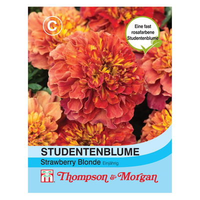 Tagetes (Studentenblume) Strawberry  / einjährig, rotbraun, wetterresistent