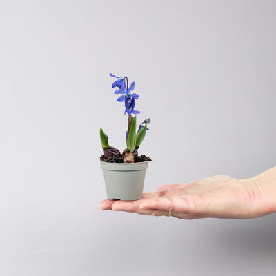 Scilla blau, vorgetrieben, Topf-Ø 5 cm, 10 Stück