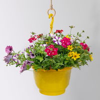 gemischte Sommerblumen-Ampel, Farbe/n nach Verfügbarkeit, Ampeltopf-Ø 25/27 cm