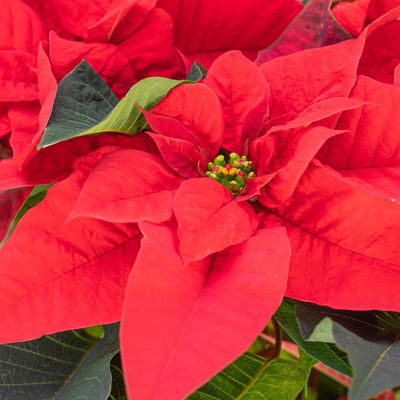 Bio Weihnachtsstern, rot, Topf-Ø 12 cm, 3 Pflanzen