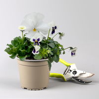 Frühlingmix, weiß, Topf-Ø 13 cm, 6 Pflanzen Frühlingmix, weiß, Topf-Ø 13 cm, 6 Pflanzen