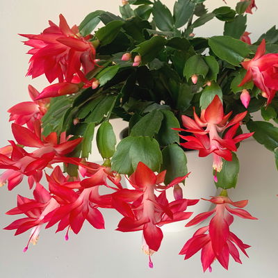 Weihnachtskaktus, rot, Topf-Ø 12 cm, 3 Pflanzen