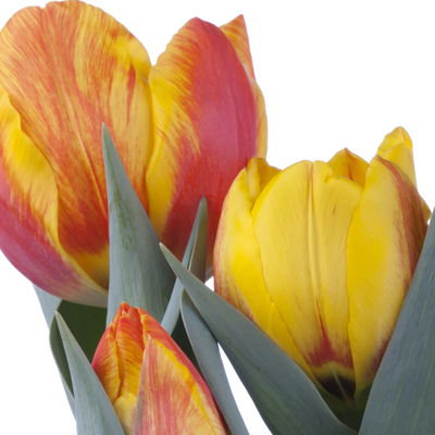 Tulpe zweifarbig, vorgetrieben, Topf-Ø 10 cm, 6 Pflanzen