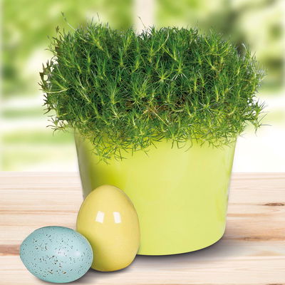 Bio Sternmoos 'Irish Moos', weiß, Topf-Ø 12 cm, 3 Pflanzen