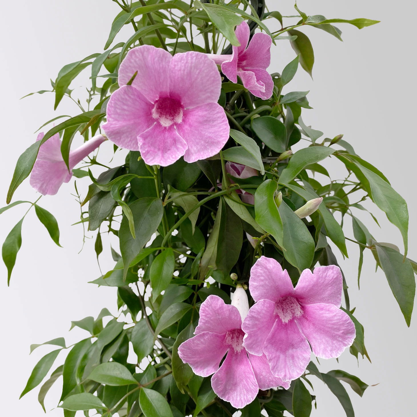 Jasmintrompete, weiß bis rosa zufällig, Pyramide, Topf-Ø 17 cm,  Höhe ca. 70 cm