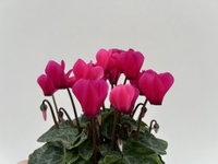 Alpenveilchen 'Outland', pink, Topf-Ø 10,5 cm, 6 Pflanzen