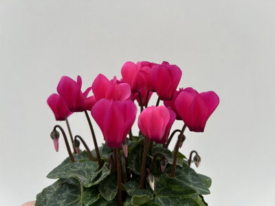 Alpenveilchen 'Outland', pink, Topf-Ø 10,5 cm, 6 Pflanzen