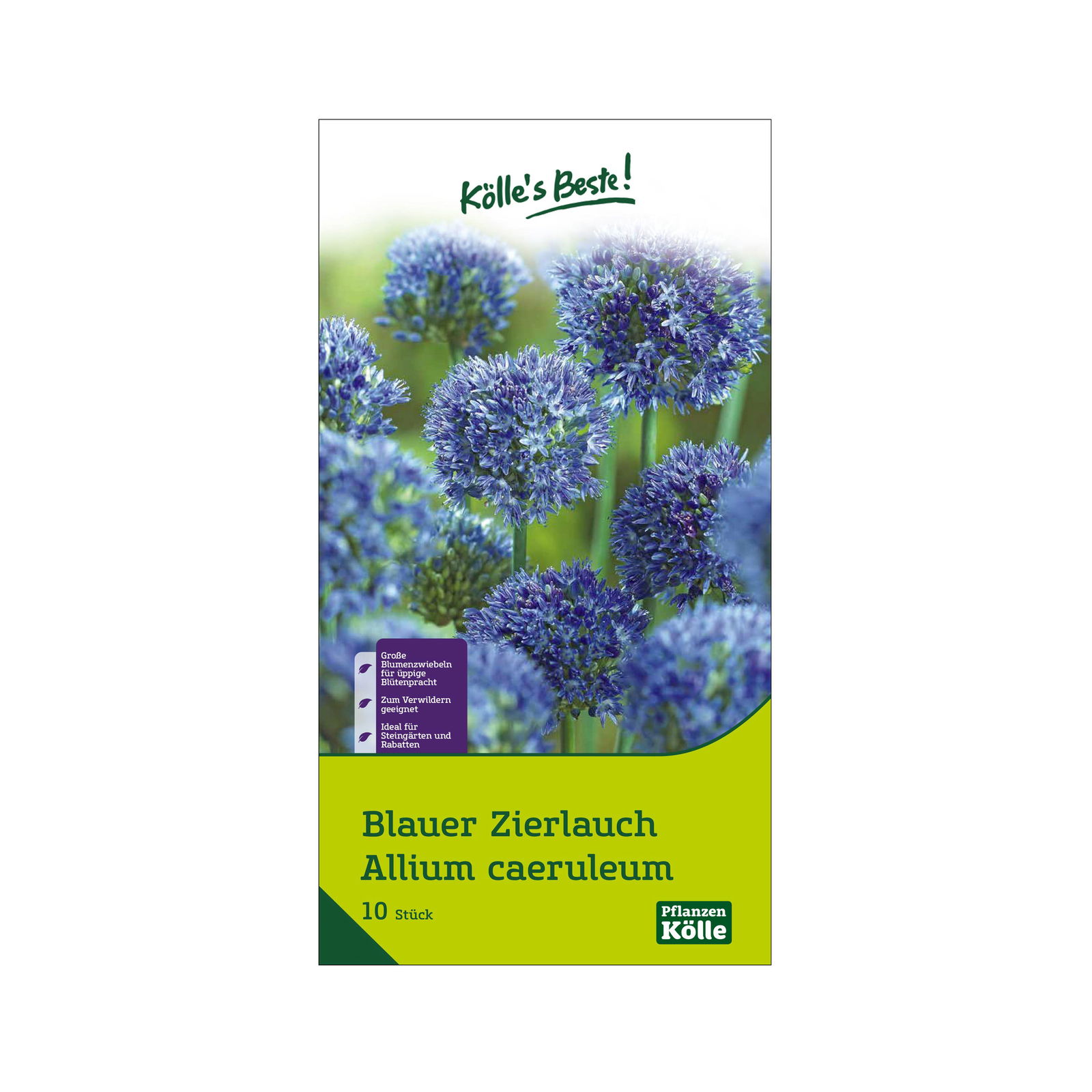Allium Caeruleum (Zierlauch) blau, 10 Blumenzwiebeln