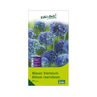 Allium Caeruleum (Zierlauch) blau, 10 Blumenzwiebeln