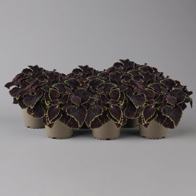 Buntnessel 'Abbey Road', dunkelrot-grün, Topf-Ø 12 cm, 6 Pflanzen