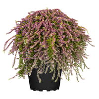 Calluna hängend rosa, grünlaubig, Topf-Ø 12 cm, 3 Stück